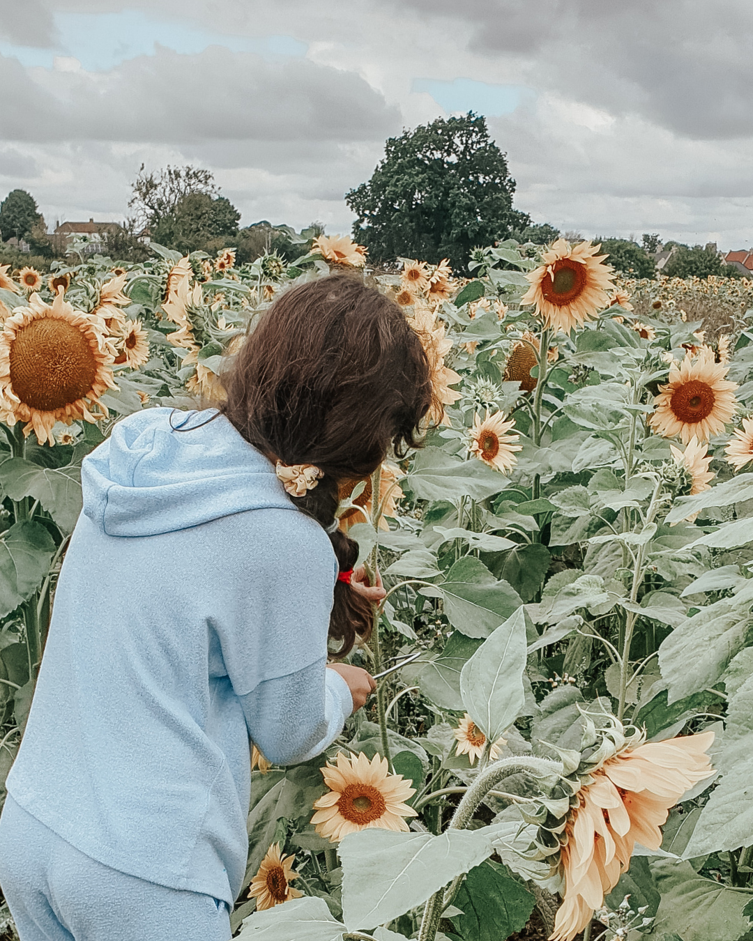 Girl in blue tracksuit picks sunflowers in a Pick Your Own garden